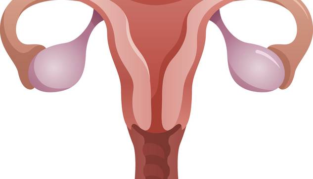 ©istock.com/Aaltazar Illustration des menschlichen weiblichen Fortpflanzungssystems mit der Gebärmutter in der Mitte, zwei Eileitern, die nach außen verlaufen, und Eierstöcken an beiden Enden. Das Bild ist anatomisch stilisiert und verwendet rosa und rote Farbtöne.